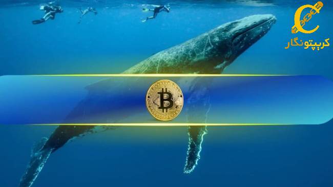 رکورد جدید خرید ماهانه بیت کوین توسط نهنگ‌ها!