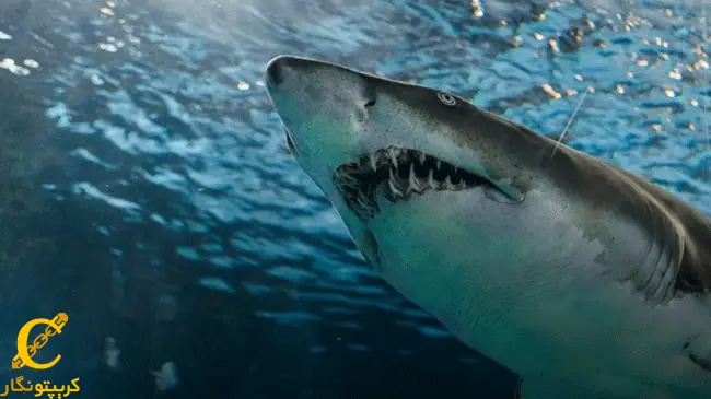 کوسه ها بیش از 268000 بیت‌ کوین خریدند