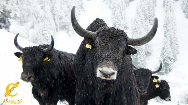 بیت کوین به بالای 65 هزار دلار صعود کرد!