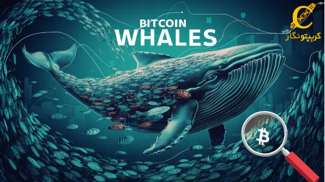 نهنگ‌های بیت کوین و نحوه تشخیص آنها