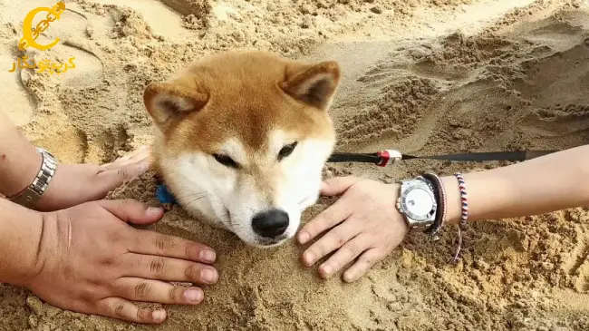 شیبا اینو با کاهش 14 درصد