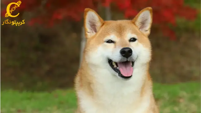 رشد شگفت انگیز سکه DOGE Meme تحت تأثیر ایلان ماسک، جلوتر از Dogecoin