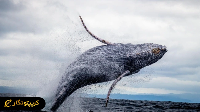 فعالیت مشکوک نهنگ‌ها بر ضد برخی آلت کوین‌ها!