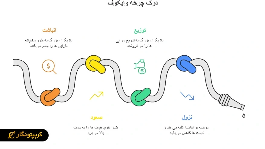 فازهای اصلی چرخه وایکوف